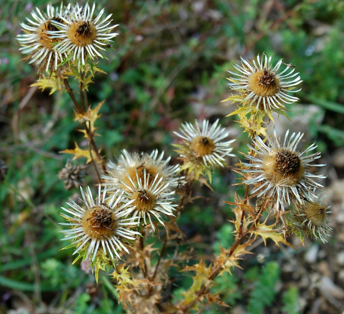 Composite spinose da Monte Pallano (CH) Abruzzo